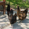 Village locals