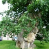 The Wyndham Oak, Silton