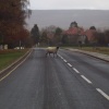 Goathland, N. Yks.