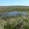 Gallaven Mires On Dartmoor