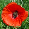 Poppy in field near Claybrooke Parva