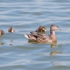 Ducks on Frolesworth Manor Lake