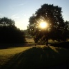 The Lime Tree