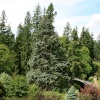 Cragside Estate, nr Rotherbury, Northumberland.