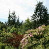 Cragside Estate, nr Rotherbury, Northumberland.