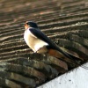 Swallow at Cragside Estate, nr Rotherbury, Northumberland.