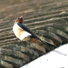 Swallow at Cragside Estate, nr Rotherbury, Northumberland.