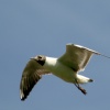 Black Headed Gull at Cragside Estate, nr Rotherbury, Northumberland.
