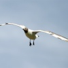 Black Headed Gull at Cragside Estate, nr Rotherbury, Northumberland.