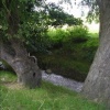 Babbling Brook