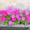 Hot Pink Flowers