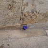 Wee flowers & Cotswold stone
