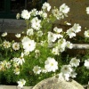 White Flowers