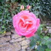 Large Pink Rose with Buds