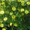 Yellow Flowers in beer garden of Falkland Arms