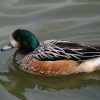Chiloe Wigeon