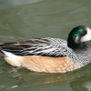 Chiloe Wigeon