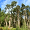Cragside Estate, nr Rotherbury, Northumberland.
