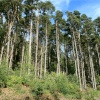 Cragside Estate, nr Rotherbury, Northumberland.
