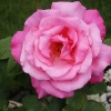  From my garden.   'Only a rose I give you'. Prima Ballerina