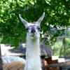 Llama