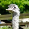 Emu