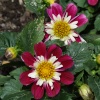 Flowers in the walled garden