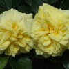 Lovely roses