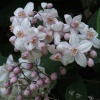 In the garden