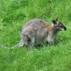 Wallaby