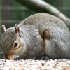 Cheeky grey squirrel