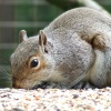Grey squirrel