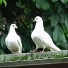 Pair of white doves