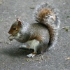 Grey Squirrel in Saltwell Park