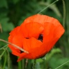 Poppies in Saltwell Park