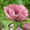 Poppy with raindrops still on the petals at Sissinghurst castle gardens, Kent
