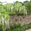 White wisteria falls over a wall at Sissinghurst castle garden, Kent