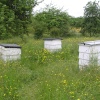 Beehives in the meadow at Sissinghurst castle garden, Kent