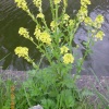 Wild flower