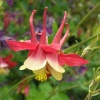 Aquilegia in a border at Sissinghurst castle
