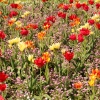Tulips in Hope Park