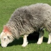 Herdwick ewe