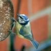 Blue Tit.