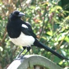 Magpie.