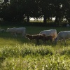 Cattle in the grounds of Claydon House, Middle Claydon, Bucks.