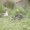 Greylag Geese and Babies