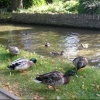 Ducks, Lower Slaughter