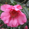 Camelia in Fitz Park