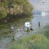 Swan and her