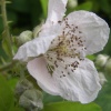 Blackberry flower